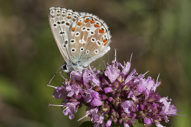 Piccola farfalla id